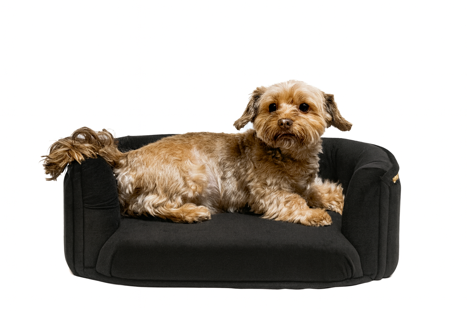 Chesterfield pelíšek pro malé psy – Černý samet